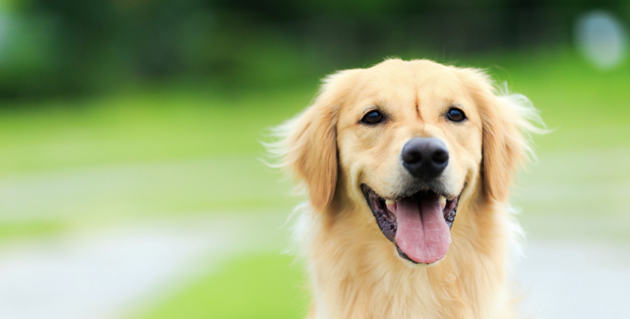 A happy golden retriever standing in a field